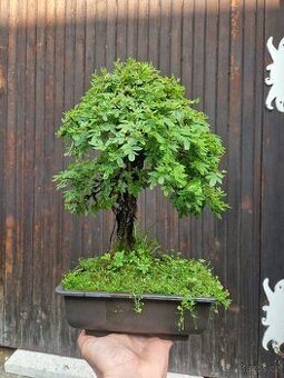 Bonsai, Bonsaj - Mochna 2