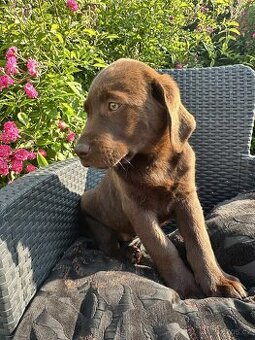 štěňata labrador a  – připravena k odběru