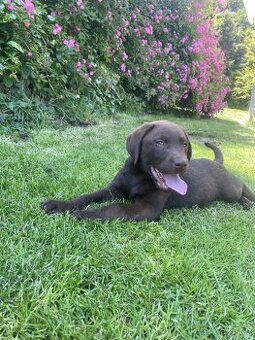 hnědé štěňata labrador a  – připravena k odběru