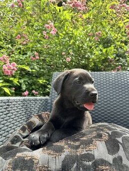 štěňata labrador a  – připravena k odběru