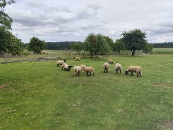 Prodám jehňata – suffolk a kříženci texel x suffolk