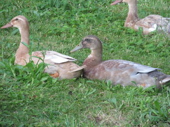 Indický běžec