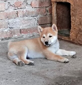Shiba inu