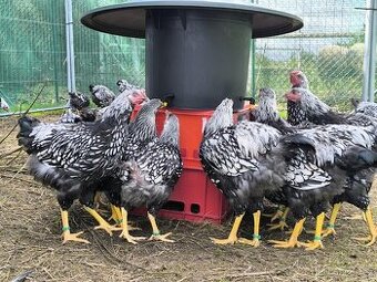 Wyandotka velká stříbrná černě lemovaná