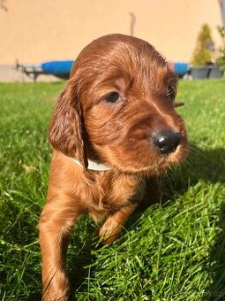 ŠTĚŇÁTKA - Irský setr s PP