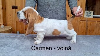 Bassethound s PP
