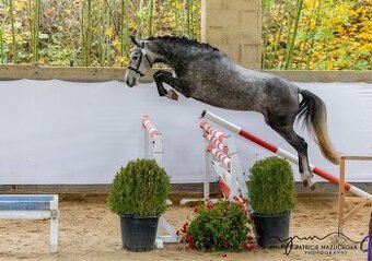 Oldenburská klisna po Cannon Reuvekamp’s Z