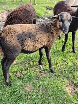 Kamerunské jehničky