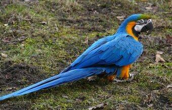 Ara ararauna