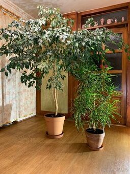 Prodám Ficus Benjamin a Croton Pictum