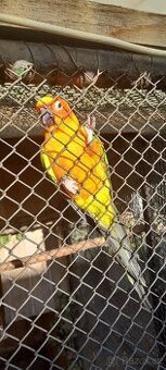 Arantinga sluneční