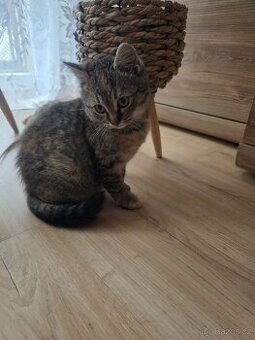 Daruji koťátko  - kočičku