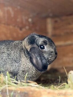 Zakrslý beránek s PP