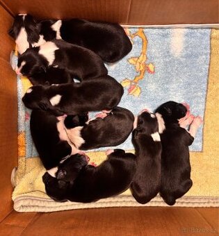 Štěňata Border kolie