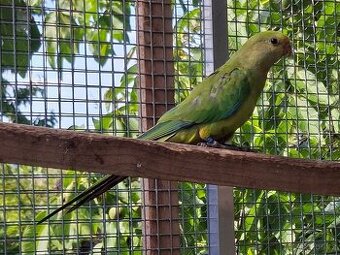 Papoušek nádherný