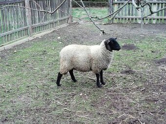 Koupím ovce na výpas