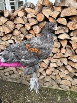 Brahmanka velká kohout