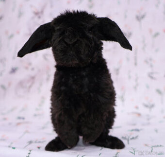 Zakrslý satén rex beránek LT maličká samička