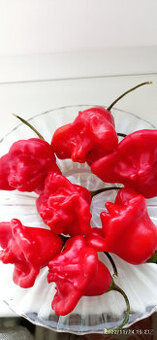 Semena chilli papriček "ZVONEČKY"