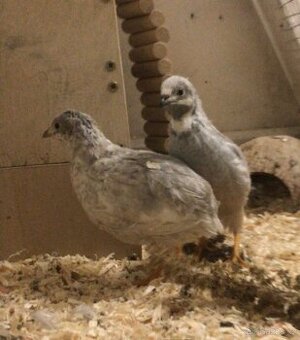 Křepelka čínská NV, mladí samečci