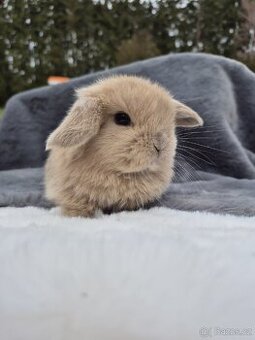 Minilopíci zakrslý králik/ beránek