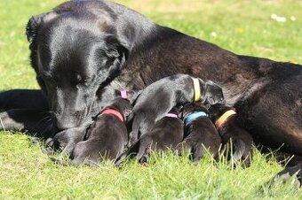 Štěňata labrador x německý ovčák