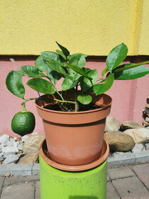 Prodám plodící citroník Lisbon - 1