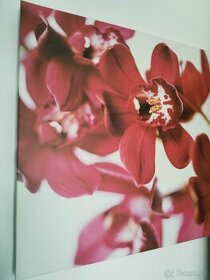 Obraz orchideje, plátno