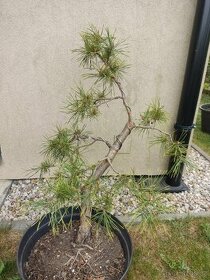 Yamadori tvarovaný strom bonsai borovice lesni - 1