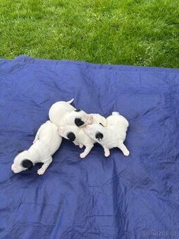 Jack Russel