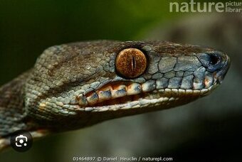 Daruji pár Corallus hortulanus