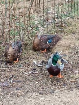 NV kachna ruanska 🦆