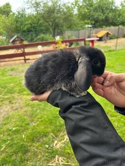 Mini lop - mláďata k rezervaci
