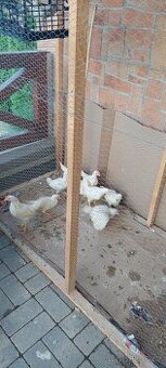 kohout leghorn