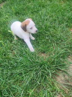 Jack Russel terier