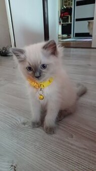 Ragdoll bez PP