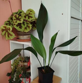 Pokojová květina ASPIDISTRA - 1