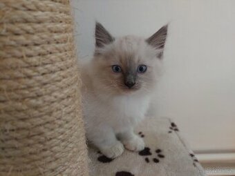 Ragdoll