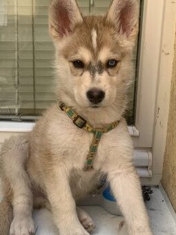 Sibiřský Husky - štěně - 1