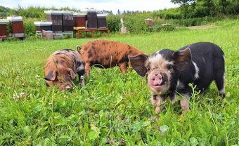 Kune kune