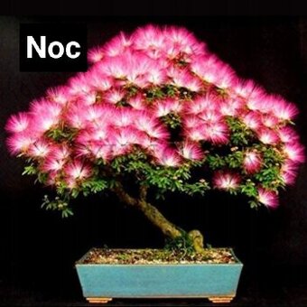 Sazenice Perského stromu
