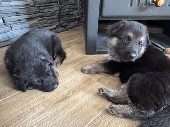 ✨ Na prodej – štěňátka Německého ovčáka ✨
