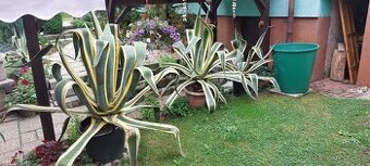 Agave