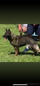 Německý ovčák - 1