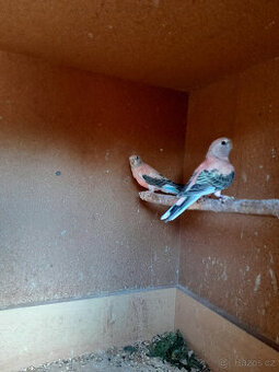 Prodám 2,0 bourek růžový .