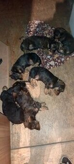 Jezevčík drsnosrstý