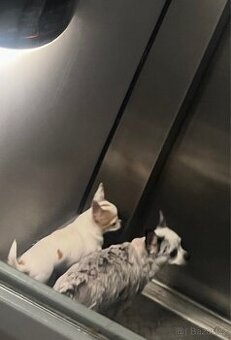 🐾Čivava maminka Marilyn a její dcera Barbie