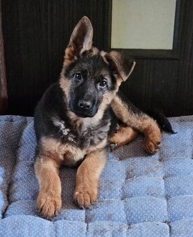 Německý ovčák - pejsek s PP