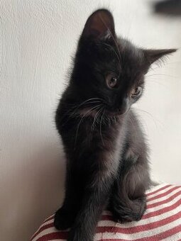 Koťátka - Lásky s tlapkami 🐾 a oušky