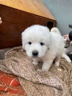 Prodám štěňata Slovenského čuvače